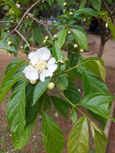 Campomanesia neriiflora
