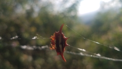 Gasteracantha versicolor