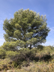 Pinus halepensis