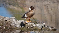 Anas platyrhynchos × Cairina moschata