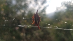 Gasteracantha versicolor