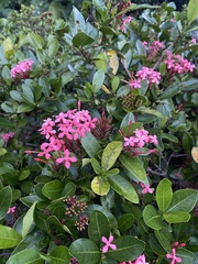 Ixora
