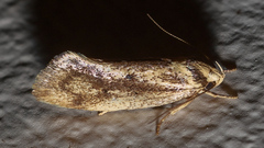 Scoliocheta ergatis