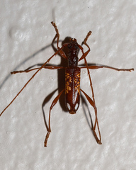 Coptocercus multitrichus