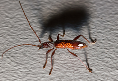 Coptocercus multitrichus