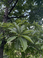 Couroupita guianensis