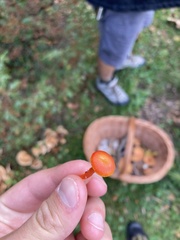 Hygrocybe insipida