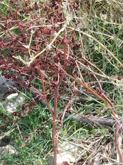 Rumex pulcher
