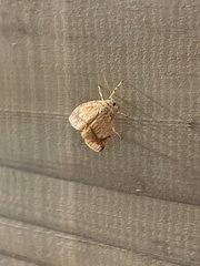 Barsine striata