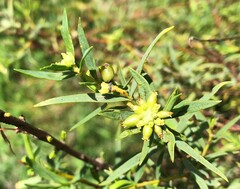 Pimelea microcephala
