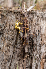 Erythrorchis cassythoides