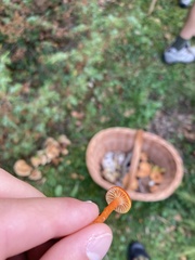 Hygrocybe insipida