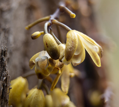 Erythrorchis cassythoides