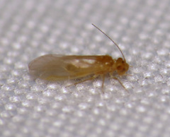 Valenzuela pinicola