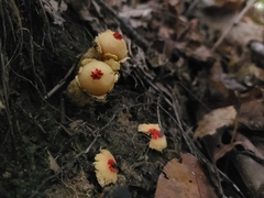 Calostoma lutescens