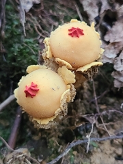 Calostoma lutescens