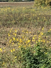 Helianthus tuberosus