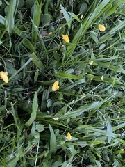 Arachis pintoi