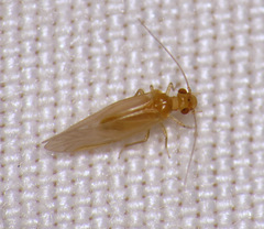Valenzuela pinicola