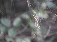 Trichonephila plumipes