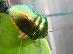 Lampromicra senator