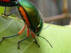 Lampromicra senator