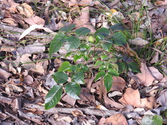 Pleiogynium timoriense