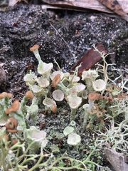 Cladonia chlorophaea