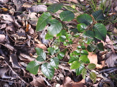 Pleiogynium timoriense