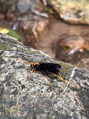 Leptodialepis bipartitus