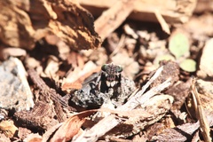 Maratus vespertilio