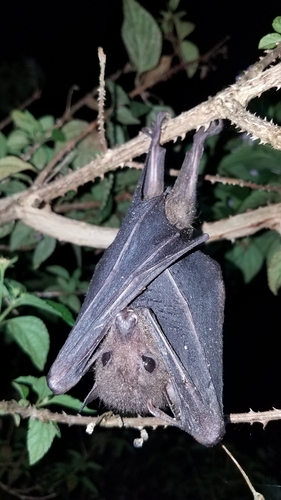 Madagascan Rousette