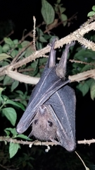 Madagascan Rousette photo 3
