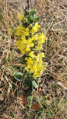 Verbascum phlomoides