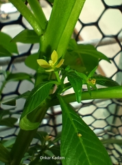 Ludwigia hyssopifolia