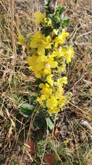 Verbascum phlomoides