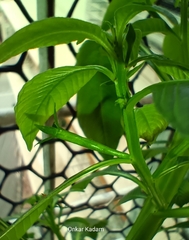 Ludwigia hyssopifolia