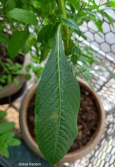 Ludwigia hyssopifolia