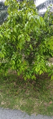 Hopea odorata