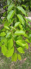 Hopea odorata