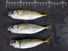 Trachurus japonicus