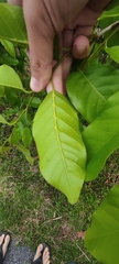 Hopea odorata