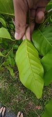 Hopea odorata
