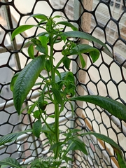 Ludwigia hyssopifolia