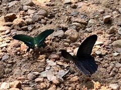 Papilio bianor