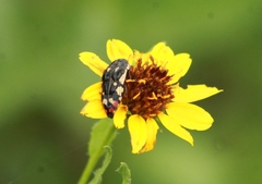 Acmaeodera disjuncta