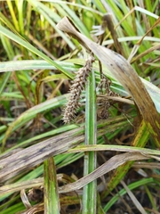 Carex sylvatica