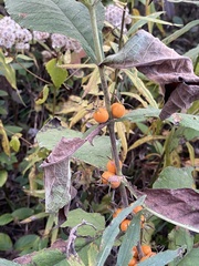 Triosteum perfoliatum