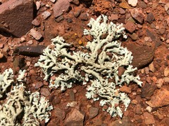 Xanthoparmelia semiviridis