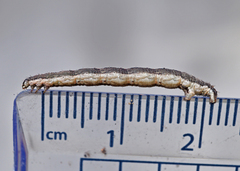 Xanthorhoe fluctuata